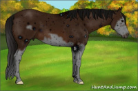Horse Color:ERROR: UNKNOWN ANOMALY