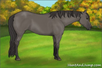 Horse Color:Smoky Grullo Sabino