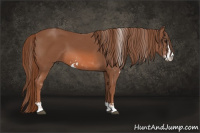 Horse Color:Liver Chestnut Sabino