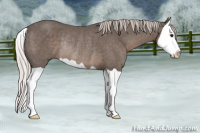 Horse Color:Silver Black Splash Rabicano 