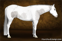 Horse Color:Grullo Sabino Splash Tobiano