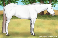 Horse Color:Brown Roan Appaloosa 