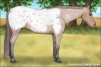 Horse Color:Bay Roan Appaloosa