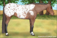 Horse Color:Bay Appaloosa 