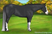 Horse Color:Black Splash 