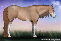 Horse Color:Brown Pearl Sabino