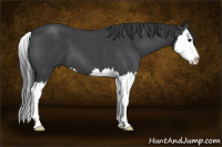 Horse Color:Blue Roan Splash