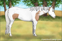 Horse Color:Silver Black Pearl Sabino Splash Tobiano 