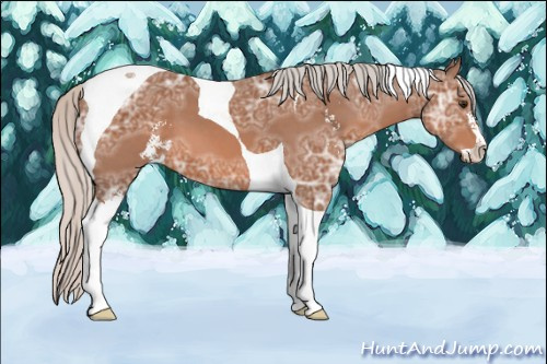 Horse Color: Silver Bay Ice Sabino Tobiano 
