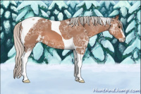 Horse Color:Silver Bay Ice Sabino Tobiano 