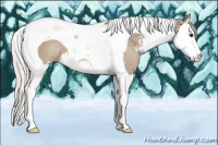 Horse Color:Silver Grullo Sabino Splash Tobiano 