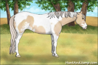 Horse Color:Silver Bay Dun Sabino Tobiano
