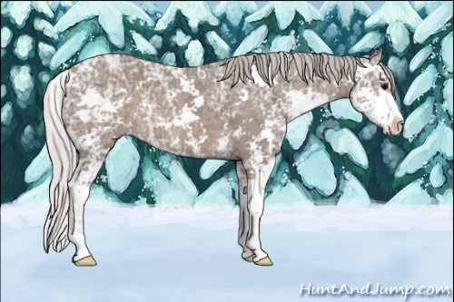 Horse Color: Silver Black Ice Sabino 