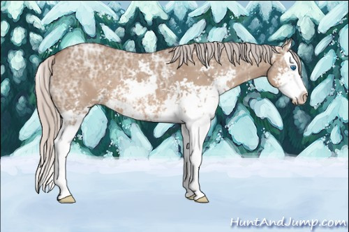 Horse Color: Silver Grullo Ice Sabino Splash 