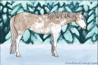 Horse Color:Silver Grullo Ice Sabino Splash 