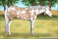 Horse Color:Silver Black Pearl Sabino 