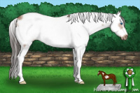 Horse Color:Bay Sabino Splash Frame 