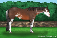 Horse Color:Brown Sabino