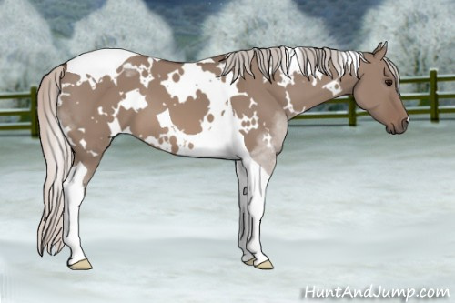 Horse Color: White Spotted Silver Grullo Tobiano 