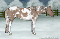 Horse Color:White Spotted Silver Grullo Tobiano