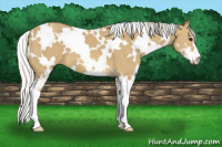 Horse Color:White Spotted Silver Buckskin Sabino