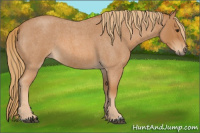 Horse Color:Red Roan