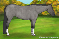 Horse Color:Grullo Roan Tobiano 