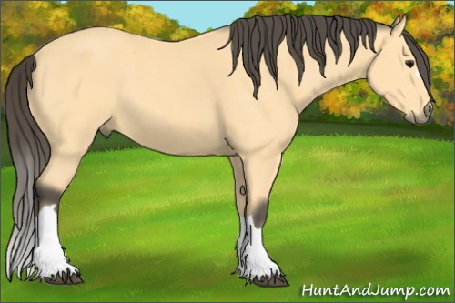 Horse Color: Buckskin 