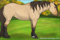 Horse Color:Buckskin Dun