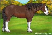 Horse Color:Bay Splash 