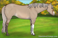 Horse Color:Silver Brown Dun
