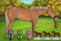 Horse Color:Chestnut 