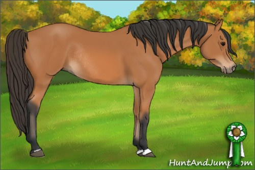 Horse Color: Bay Rabicano 