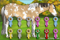 Horse Color:White Spotted Buckskin Splash 