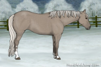 Horse Color:Silver Smoky Grullo Sabino 