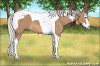 Horse Color:Silver Bay Dun Sabino Splash Tobiano 