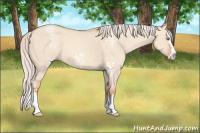 Horse Color:White Spotted Silver Classic Champagne Dun Sabino Splash 