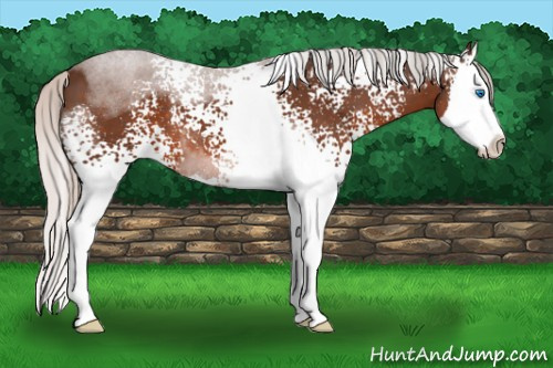 Horse Color: White Spotted Silver Brown Splash 