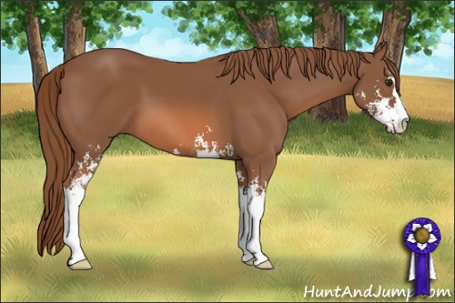 Horse Color: Liver Chestnut Sabino 