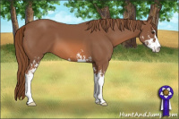 Horse Color:Liver Chestnut Sabino 