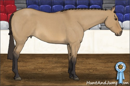 Horse Color: Buckskin Roan Dun 
