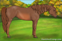 Horse Color:Liver Chestnut 