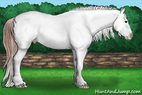 Horse Color: Bay Near Leopard 