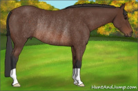 Horse Color:Bay Rabicano 