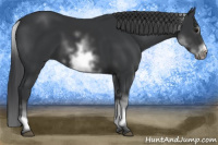 Horse Color:White Spotted Black Frame