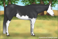 Horse Color:Black Splash