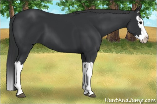 Horse Color: Black Splash 