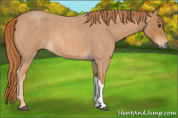Horse Color:Red Roan 