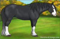 Horse Color:Black Splash 