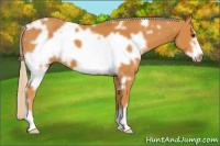 Horse Color:White Spotted Palomino Frame 